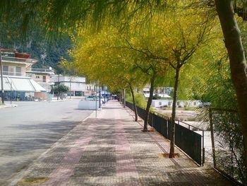 Empty road along trees in city