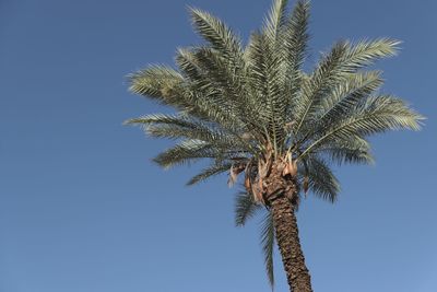 Low angle view of palm tree against clear blue sky