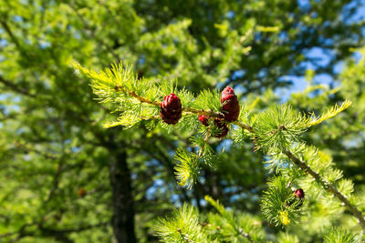 Close-up of insect on plant