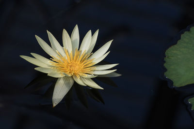 Close-up of lotus water lily in lake