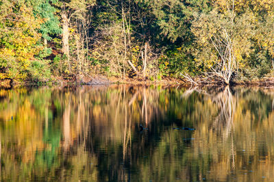 Reflection of trees in lake water