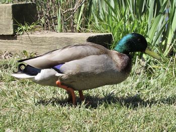 View of mallard duck on field