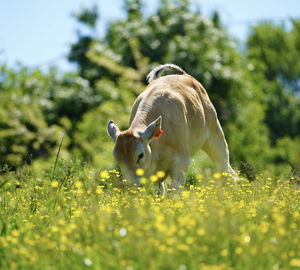 Duck in a field