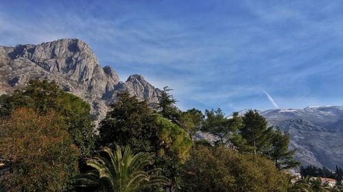 Trees on mountain against sky