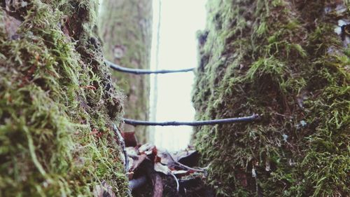 Close-up of horse hanging on tree