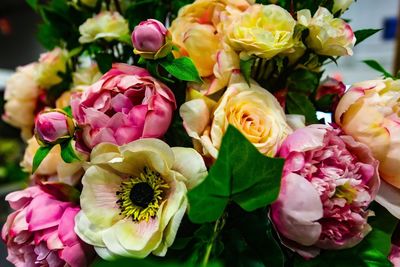 Close-up of pink roses