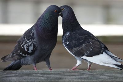 Close-up of pigeons perching on railing