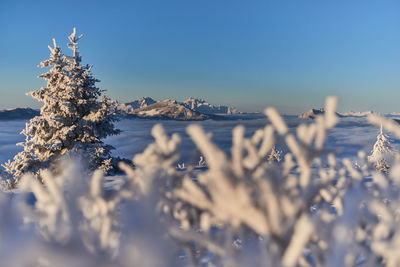 Snow covered plants against sky