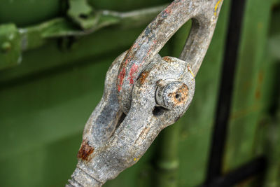 Close-up of lizard on rusty metal