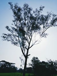 Low angle view of tree against clear sky