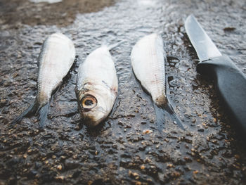 High angle view of dead fishes and knife on wet rock