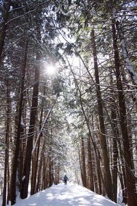 Snow covered trees in forest