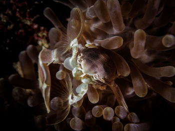 Close-up of anemone crap swimming in sea