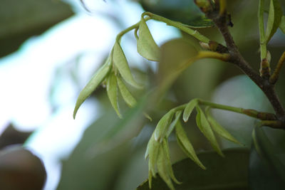 Low angle view of fresh green leaves