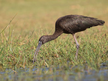 Side view of a bird on field