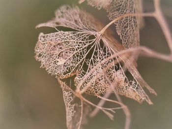 Close-up of dried plant