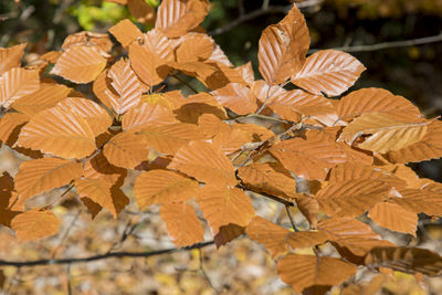 Close-up of autumnal leaves