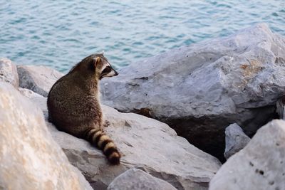 High angle view of sea lion on rock