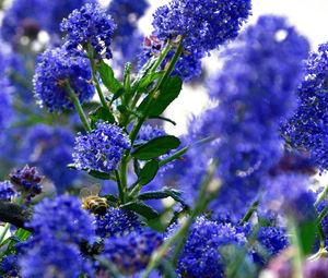 Close-up of purple flowers