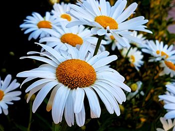 Close-up of white flowers blooming outdoors