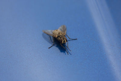 Close-up of housefly