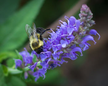 Close-up of bee on purple flowers