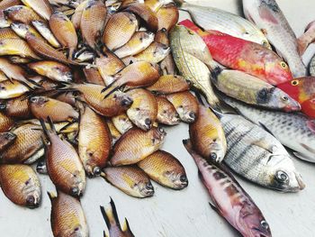 High angle view of fishes on table