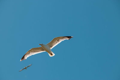 Low angle view of seagull flying in sky