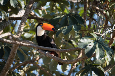 Bird perching on branch