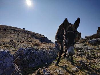 Donkey  standing on rock against sky