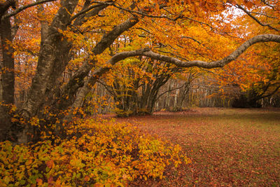 View of autumnal trees in forest