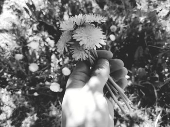 Close-up of hand holding flowering plant