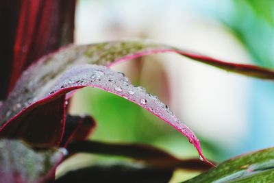 Close-up of raindrops on plant