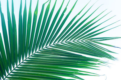 Close-up of palm leaf