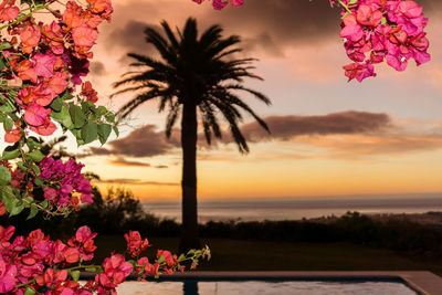 Pink flower tree by sea against sky