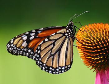 Close-up of butterfly pollinating on flower