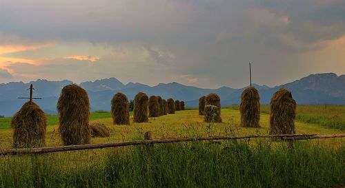 Scenic view of field against sky