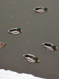 High angle view of duck swimming in lake