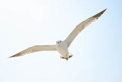 Bird flying against clear sky