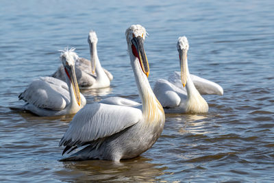 Swans swimming in lake