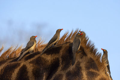 Birds perching on giraffe against clear blue sky