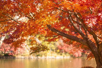 Autumn tree by lake