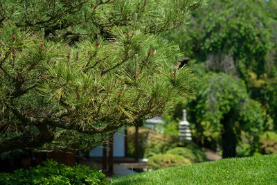 Close-up of fresh green plants in water