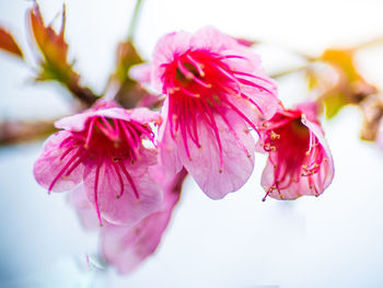 Close-up of pink cherry blossoms