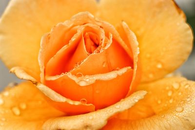 Close-up of orange rose