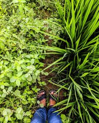 Low section of person standing on field