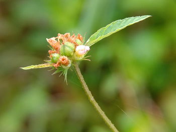 Close-up of flowering plant