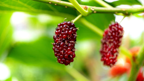 Close-up of strawberry growing on plant