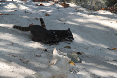 Side view of raccoons on sand