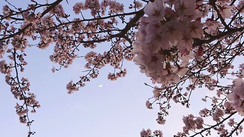 Low angle view of cherry blossoms in spring